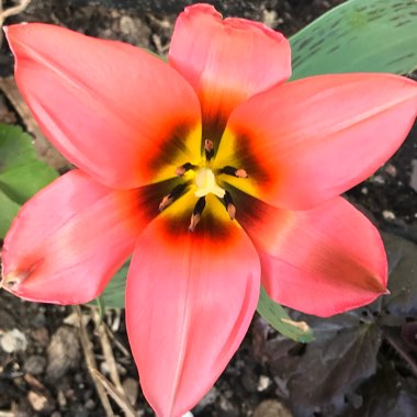 Tulipa