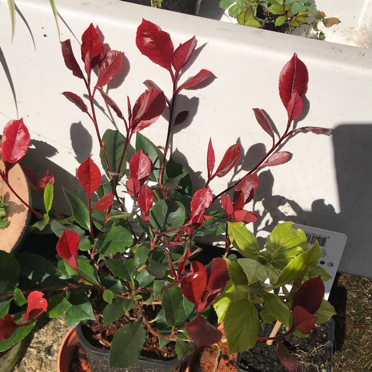 Plant image Photinia x fraseri 'Little Red Robin'