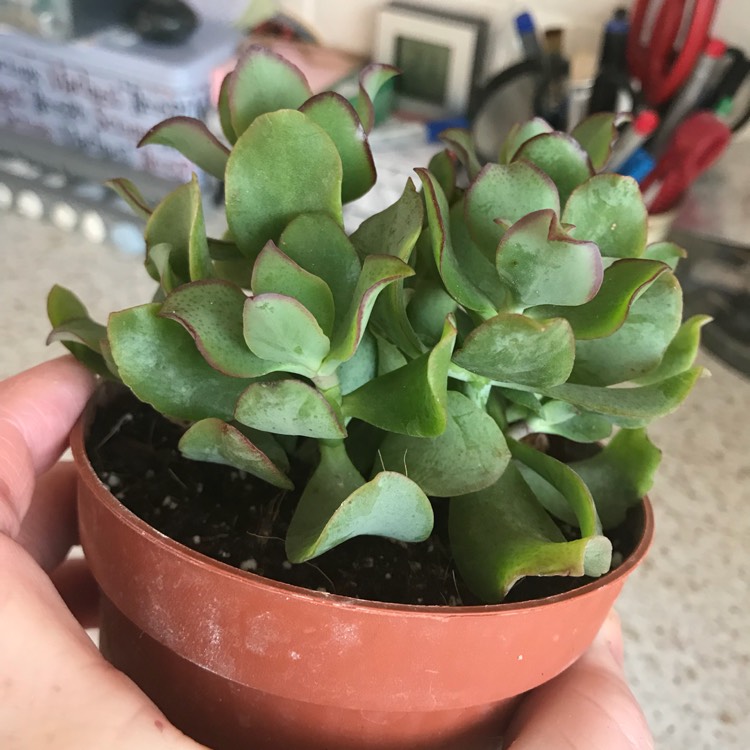 Plant image Crassula arborescens subsp. undulatifolia 'Bluebird'