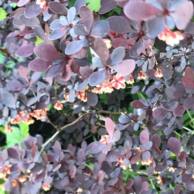 Berberis