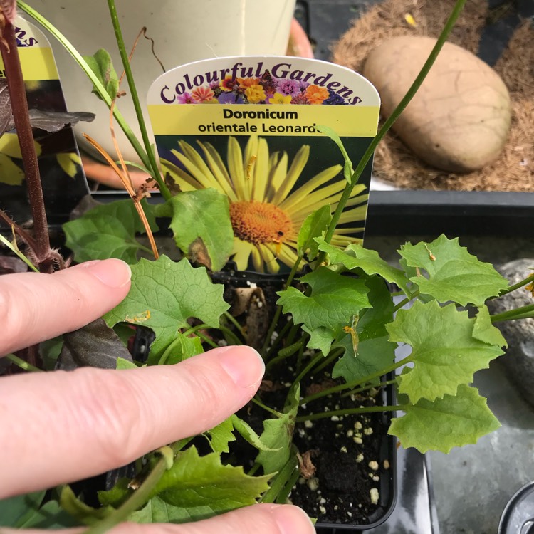 Plant image Doronicum orientale 'Leonardo™ Compact'