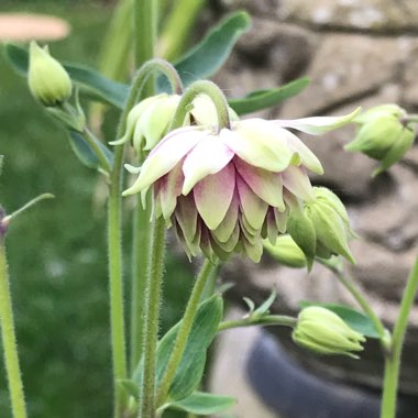 Aquilegia Caerulea