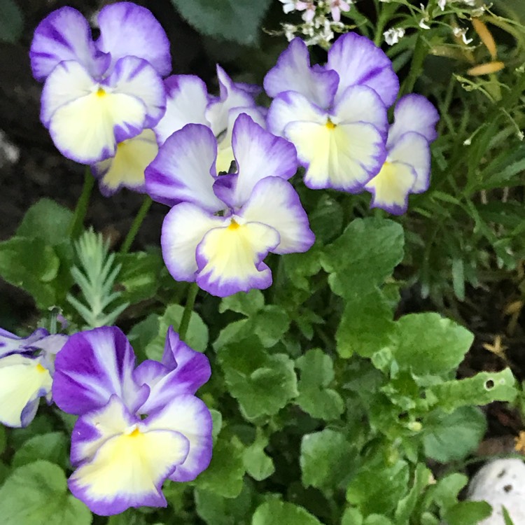 Plant image Viola cornuta 'Etain'