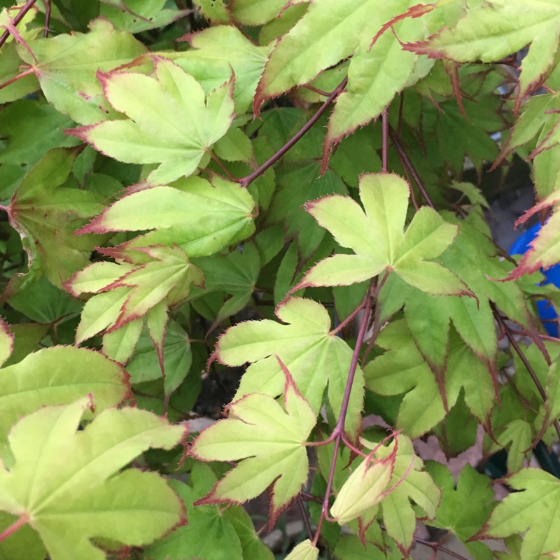 Acer palmatum