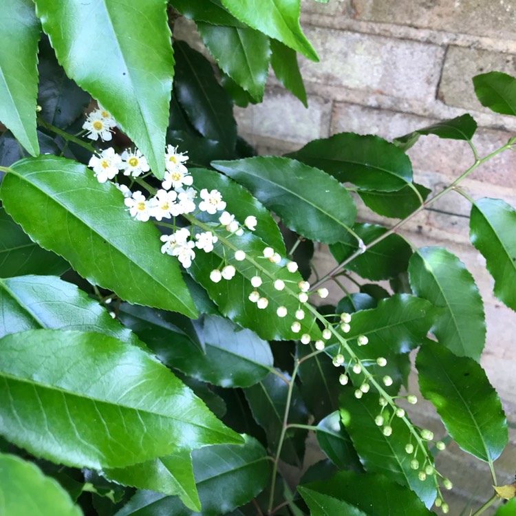 Plant image Prunus laurocerasus 'Marbled White'