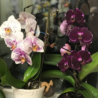 Phalaenopsis