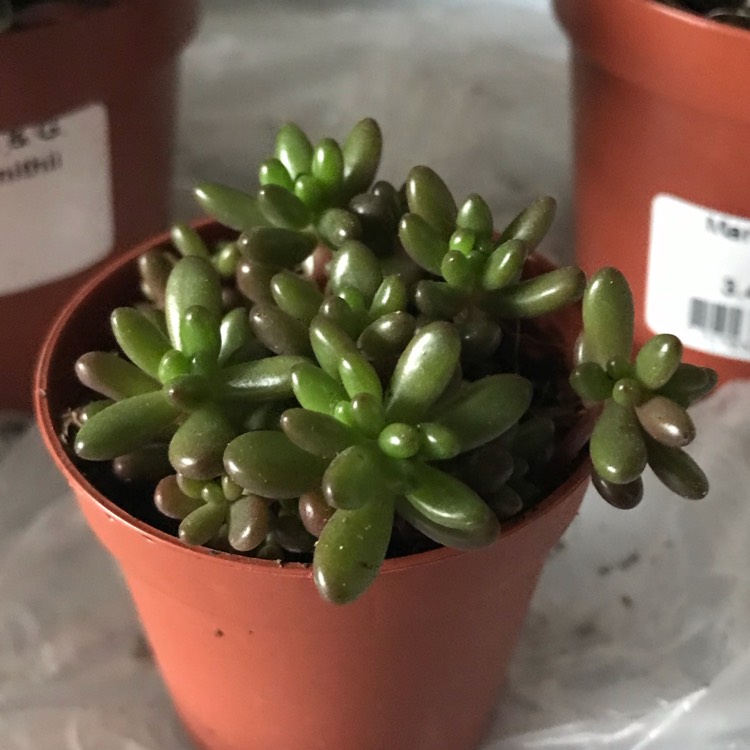 Plant image Sedum Anglicum