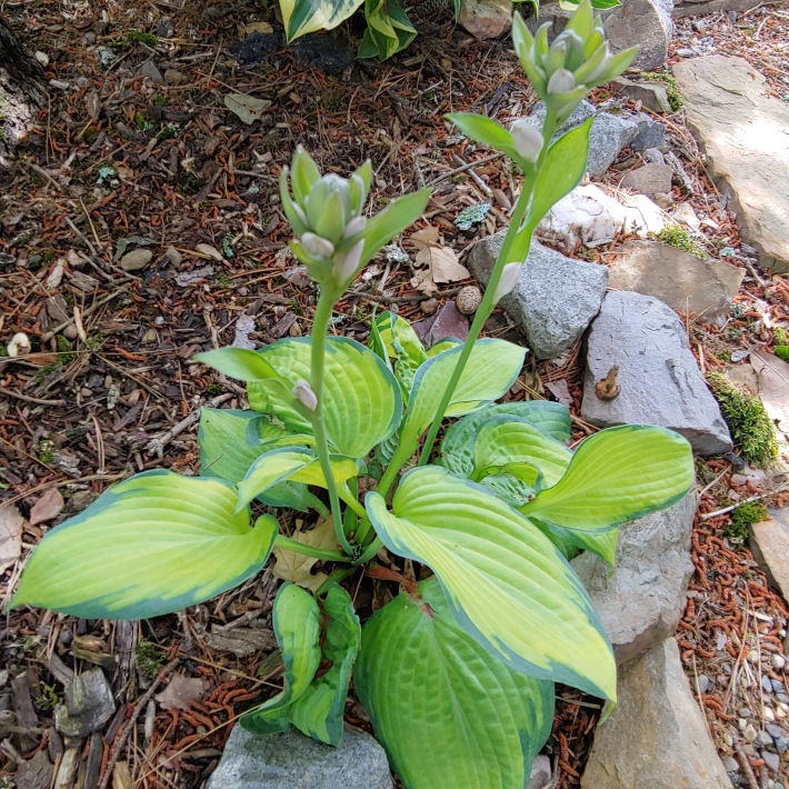 Plant image Hosta 'Paul's Glory'