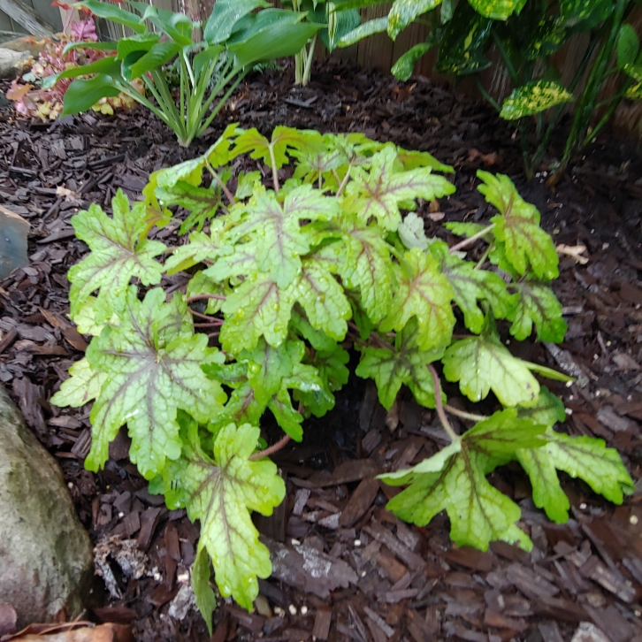 Plant image x Heucherella 'Alabama Sunrise'