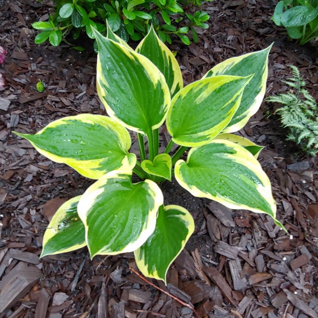 Plant image Hosta 'Twilight'