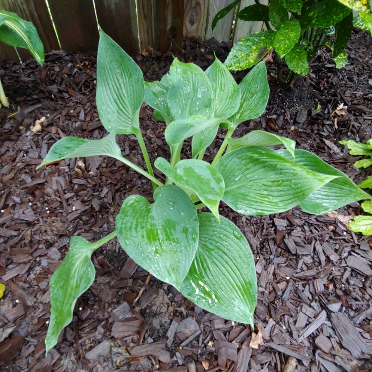 Plant image Hosta 'Blue Angel'