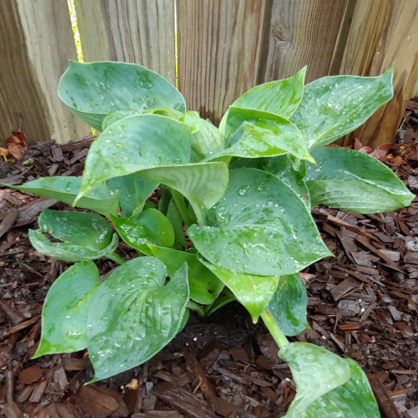 Plant image Hosta 'Blue Angel'