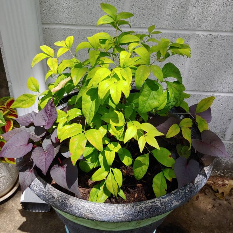 Plant image Nandina domestica 'Blush Pink'