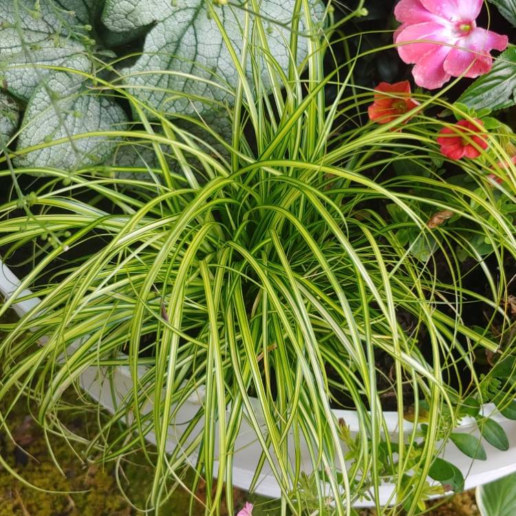 Plant image Carex oshimensis 'Eversheen'