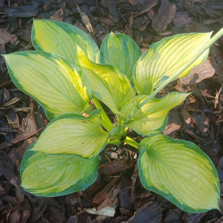 Plant image Hosta 'Great Expectations'