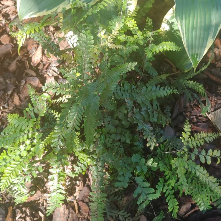 Plant image Adiantum hispidulum 'Bronze Venus'