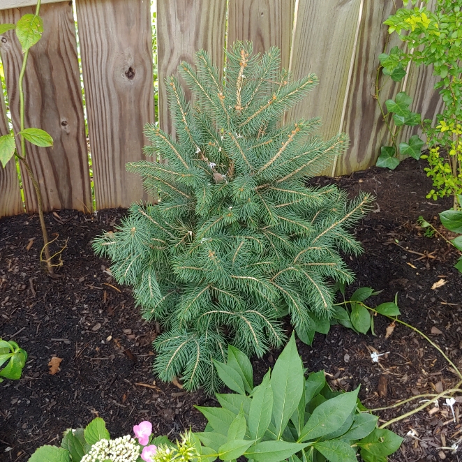 Plant image Picea glauca