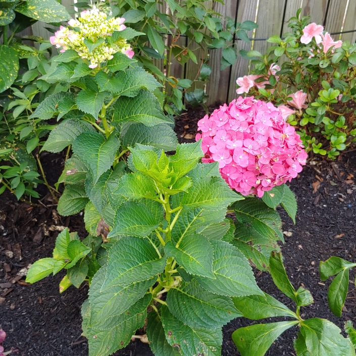 Plant image Hydrangea macrophylla 'Bailmacfive' (Endless Summer Series) syn. Hydrangea macrophylla 'Summer Crush'