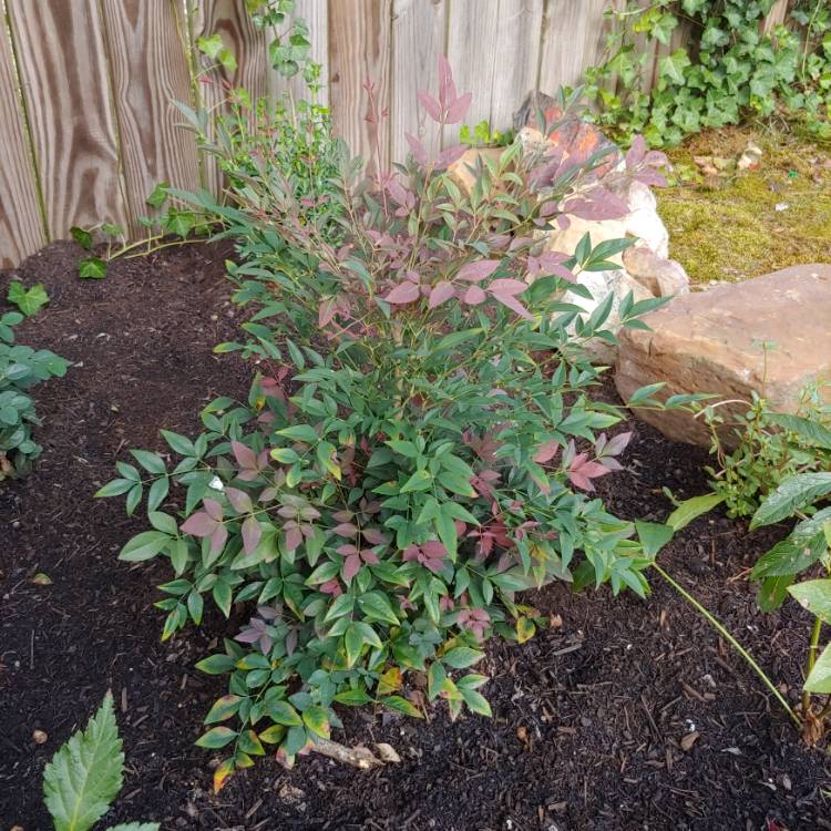 Plant image Nandina domestica 'Obsessed'