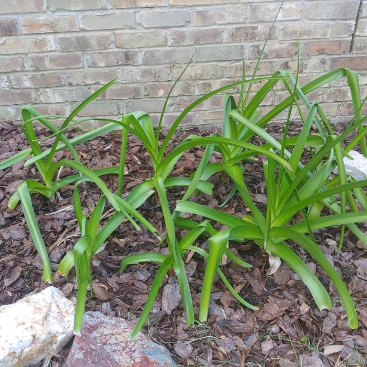 Plant image Crinum x herbertii