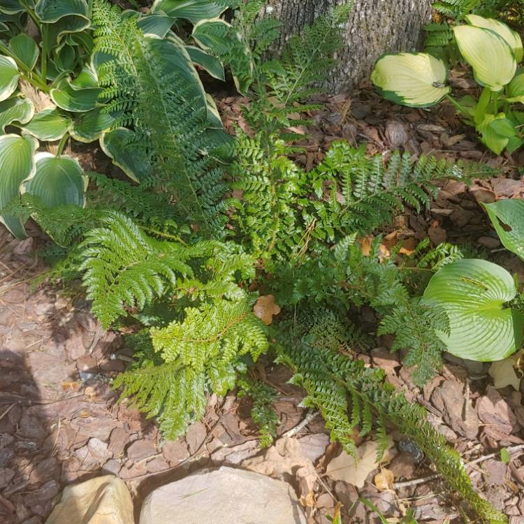 Plant image Polystichum braunii