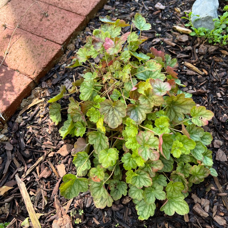 Plant image Heuchera 'Lime Rickey'