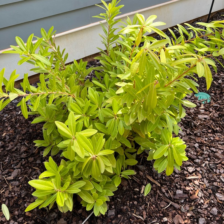 Plant image Illicium parviflorum 'Florida Sunshine'