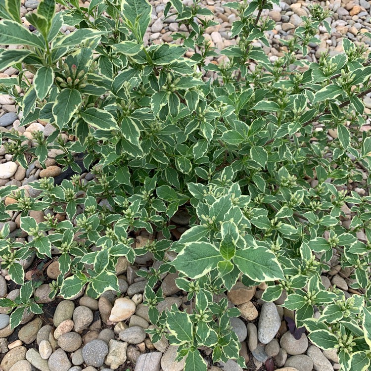 Plant image Weigela 'Pink Splash'