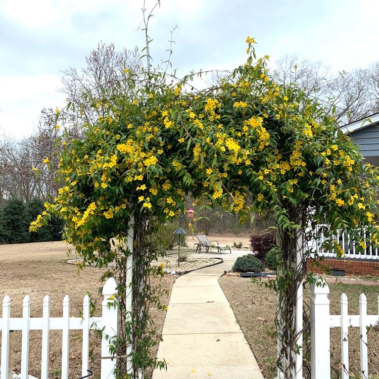 Plant image Jasminum humile 'Revolutum'