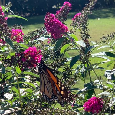 Buddleja davidii 'Tobudpipur' (Buzz Series) syn. Buddleja davidii 'Buzz Magenta', Buddleja davidii 'Buzz Purple'