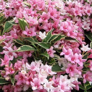 Weigela 'Pink Splash'