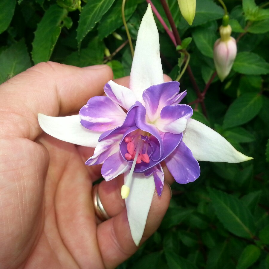 Fuchsia 'Ann Howard Tripp'