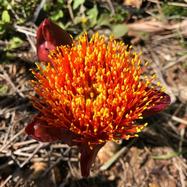 Haemanthus coccineus