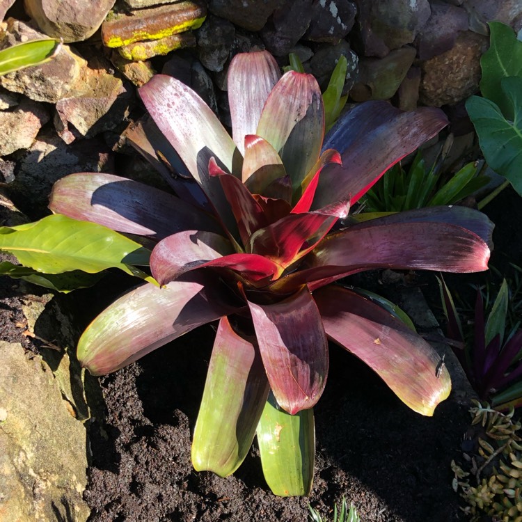 Plant image Alcantarea imperialis 'Silver Plum'