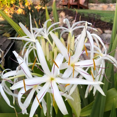 Crinum Asiaticum