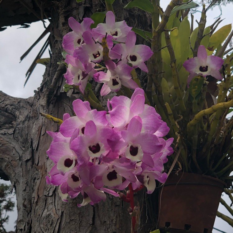 Plant image Dendrobium Nobile