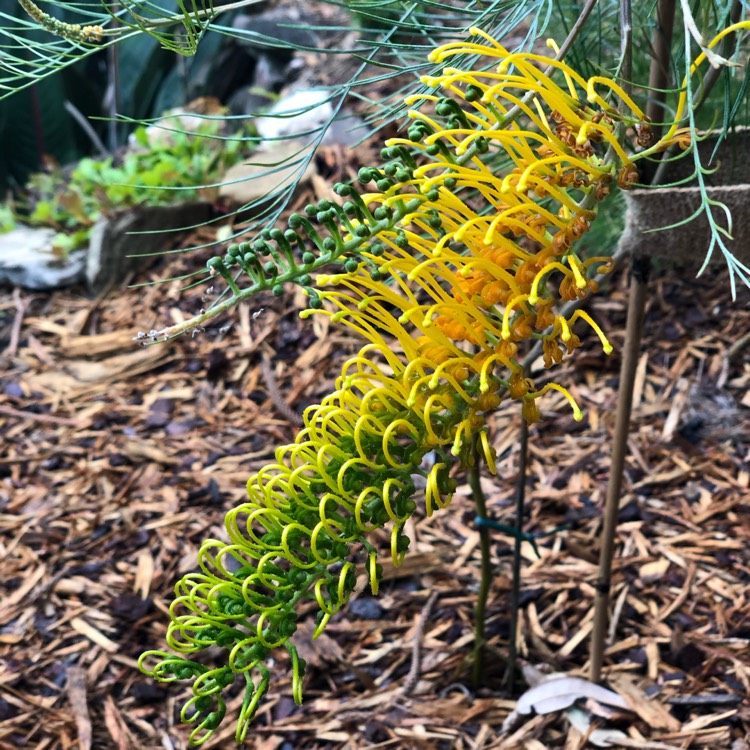 Plant image Grevillea 'Cooroora Cascade'