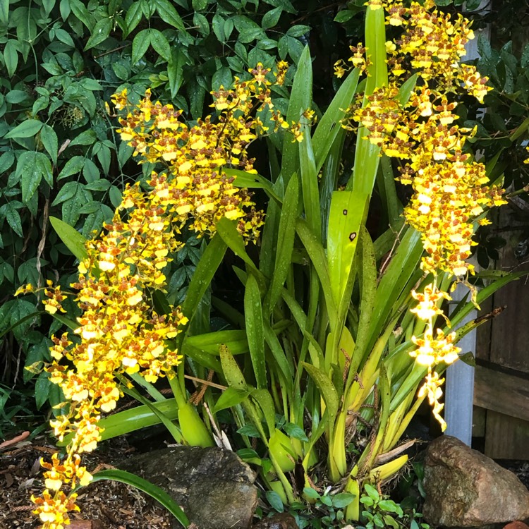 Plant image Oncidium Sphacelatum