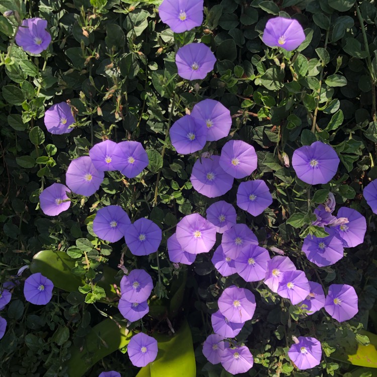 Plant image Convolvulus sabatius 'Fleurie Blue'