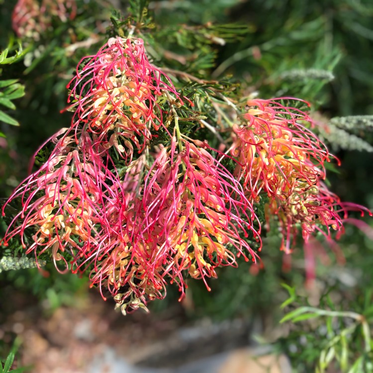 Plant image Grevillea bipinnatifida x banksii 'Ned Kelly' syn. Grevillea Mason's hybrid