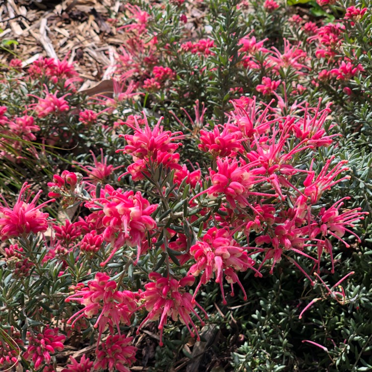 Plant image Grevillea Strawberry Smoothie 