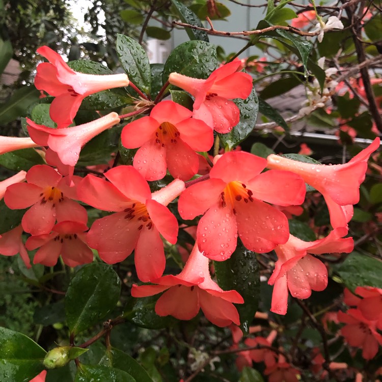 Plant image Rhododendron 'Laura's Love'