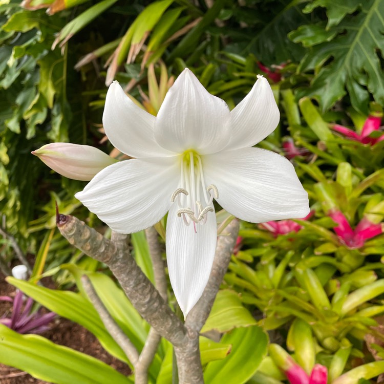 Plant image Crinum Moorei