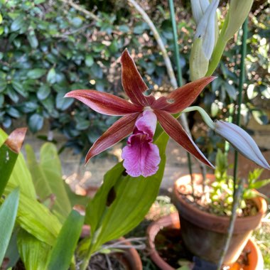 Phaius australis