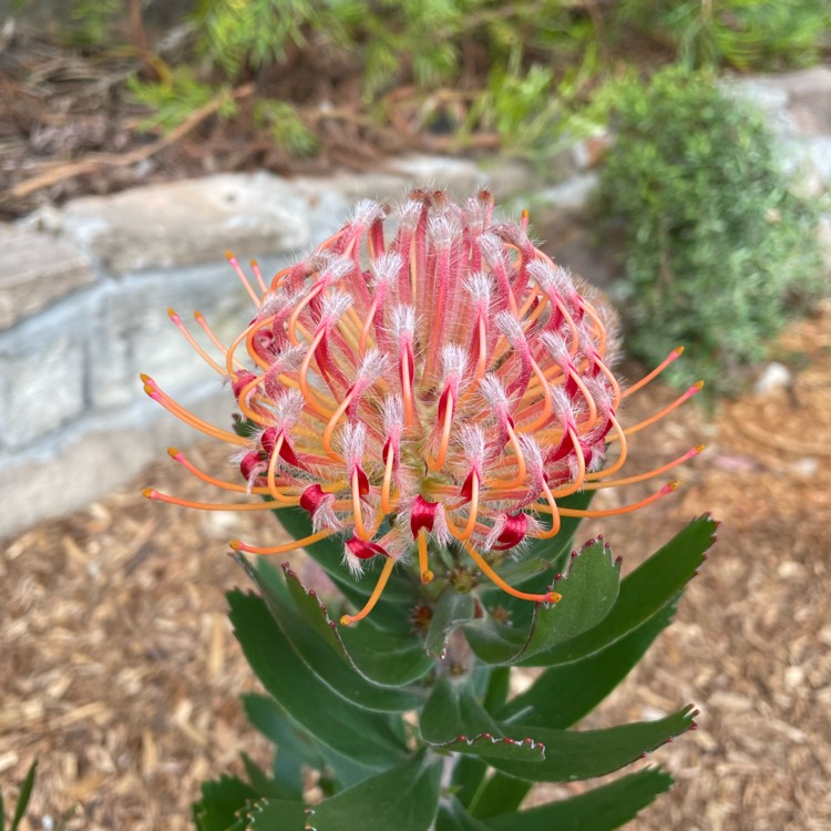 Plant image Leucospermum Glabrum X Totlum