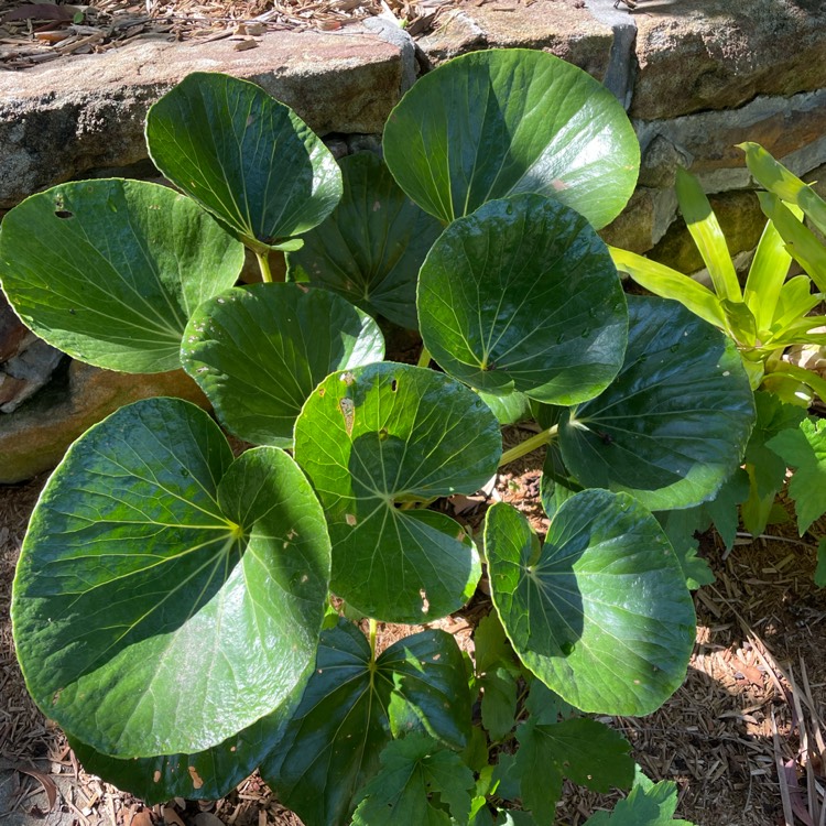 Plant image Ligularia reniformis