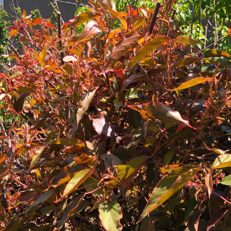 Plant image Acalypha