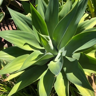 Agave