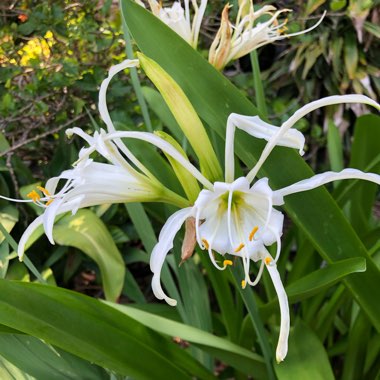 Hymenocallis festalis syn. ismene festalis