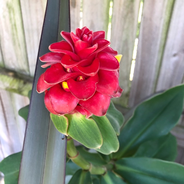 Plant image Costus barbatus